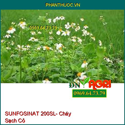 SUNFOSINAT 200SL- Cháy Sạch Cỏ