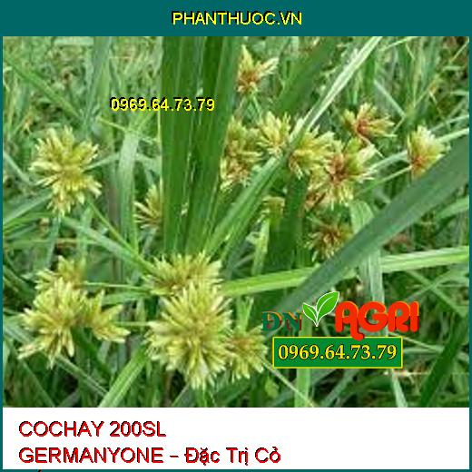 COCHAY 200SL GERMANYONE – Đặc Trị Cỏ Gấu, Cỏ Chỉ