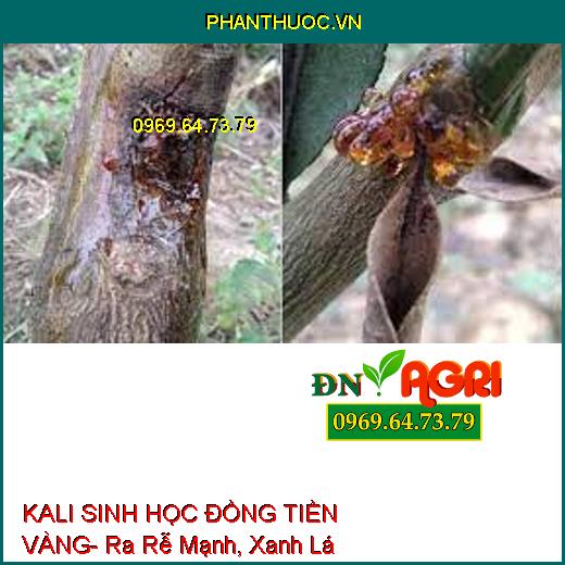 KALI SINH HỌC ĐỒNG TIỀN VÀNG- Ra Rễ Mạnh, Xanh Lá