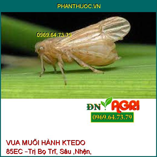 VUA MUỖI HÀNH KTEDO 85EC –Trị Bọ Trĩ, Sâu ,Nhện, Rệp, Rầy