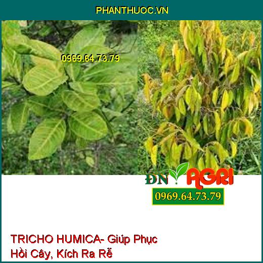 TRICHO HUMICA- Giúp Phục Hồi Cây, Kích Ra Rễ