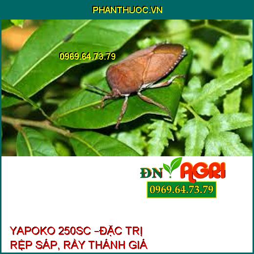 YAPOKO 250SC –ĐẶC TRỊ RỆP SÁP, RẦY THÁNH GIÁ