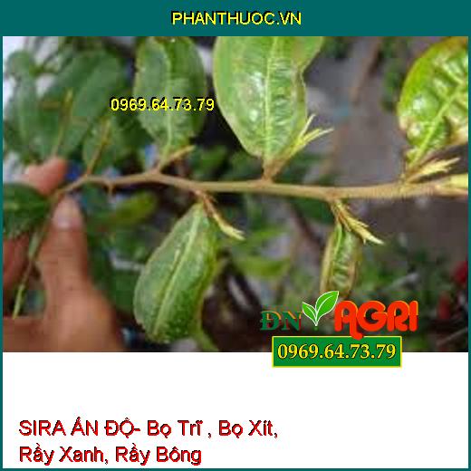 SIRA ẤN ĐỘ- Bọ Trĩ , Bọ Xít, Rầy Xanh, Rầy Bông