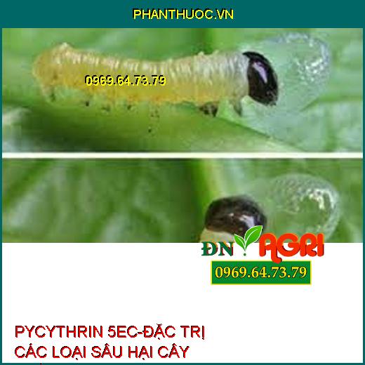 PYCYTHRIN 5EC-ĐẶC TRỊ CÁC LOẠI SÂU HẠI CÂY TRỒNG