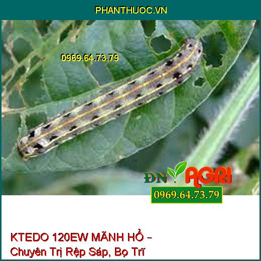 KTEDO 120EW MÃNH HỔ – Chuyên Trị Rệp Sáp, Bọ Trĩ