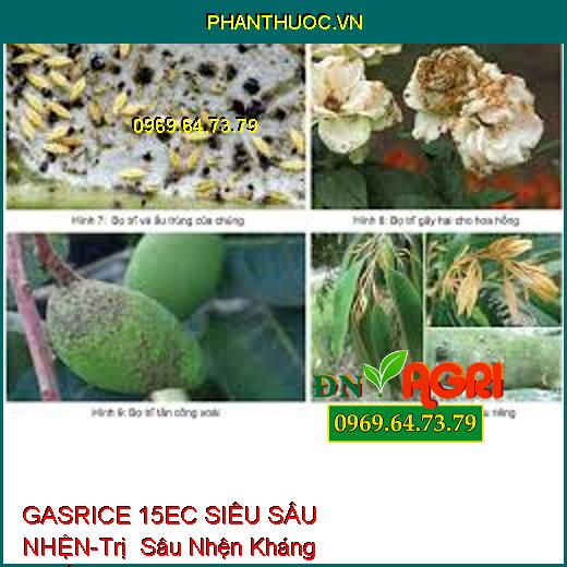 GASRICE 15EC SIÊU SÂU NHỆN-Trị Sâu Nhện Kháng Thuốc