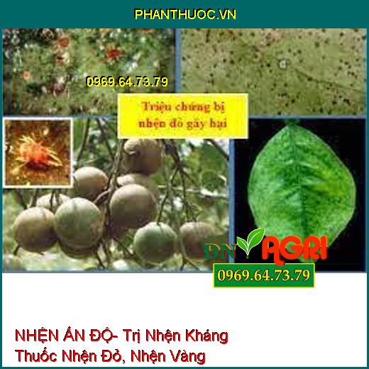 NHỆN ẤN ĐỘ- Trị Nhện Kháng Thuốc Nhện Đỏ, Nhện Vàng