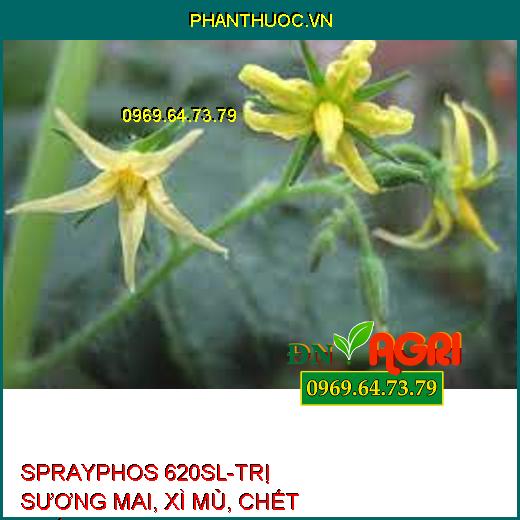 SPRAYPHOS 620SL-TRỊ SƯƠNG MAI, XÌ MỦ, CHẾT NHÁNH