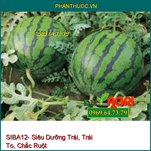 SIBA12- Siêu Dưỡng Trái, Trái To, Chắc Ruột