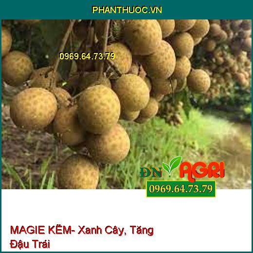 MAGIE KẼM- Xanh Cây, Tăng Đậu Trái