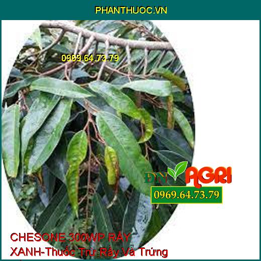 CHESONE 300WP RẦY XANH-Thuốc Trừ Rầy Và Trứng Rầy