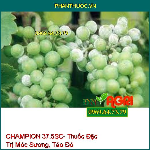 CHAMPION 37.5SC- Thuốc Đặc Trị Móc Sương, Tảo Đỏ