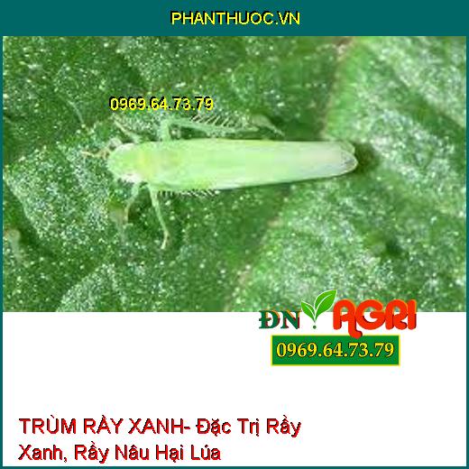 TRÙM RẦY XANH- Đặc Trị Rầy Xanh, Rầy Nâu Hại Lúa