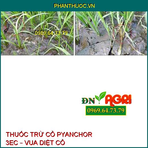 THUỐC TRỪ CỎ PYANCHOR 3EC – VUA DIỆT CỎ 