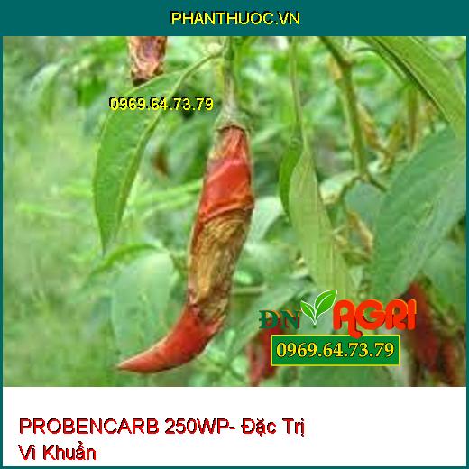 PROBENCARB 250WP- Đặc Trị Vi Khuẩn