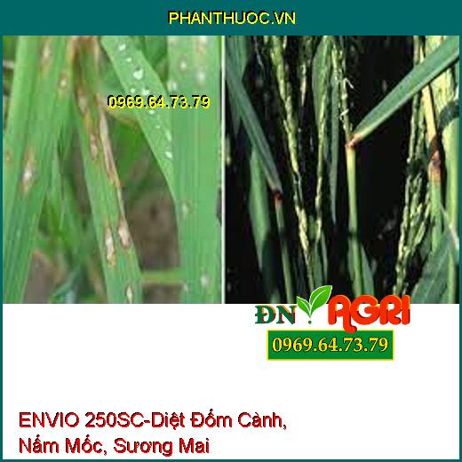 ENVIO 250SC-Diệt Đốm Cành, Nấm Mốc, Sương Mai