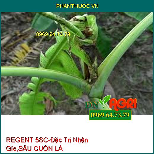 REGENT 5SC-Đặc Trị Nhện Gíe,SÂU CUỐN LÁ