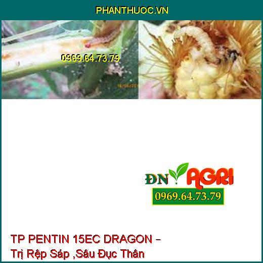 TP PENTIN 15EC DRAGON – Trị Rệp Sáp ,Sâu Đục Thân