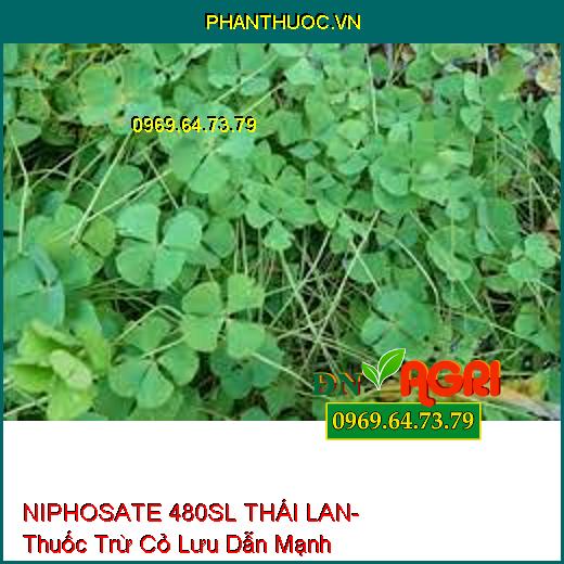 NIPHOSATE 480SL THÁI LAN- Thuốc Trừ Cỏ Lưu Dẫn Mạnh