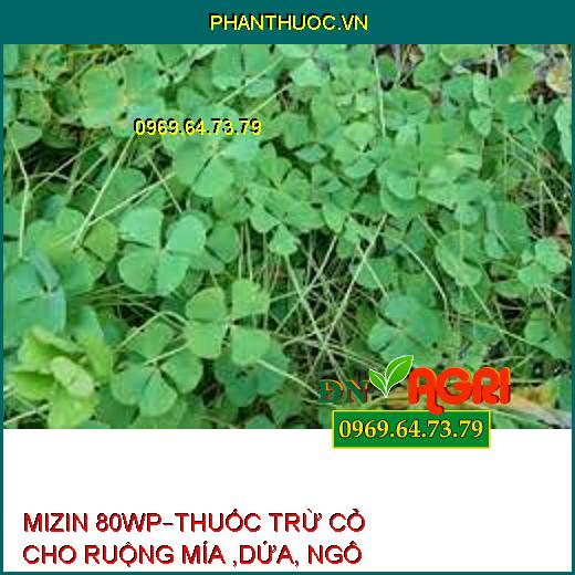 MIZIN 80WP–THUỐC TRỪ CỎ CHO RUỘNG MÍA ,DỨA, NGÔ