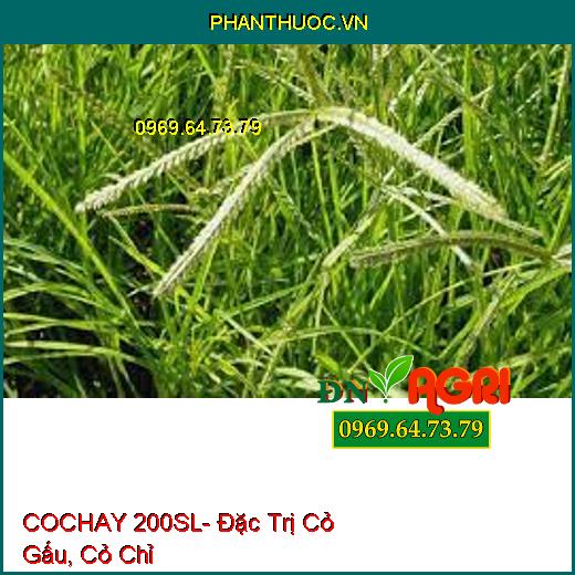 COCHAY 200SL- Đặc Trị Cỏ Gấu, Cỏ Chỉ