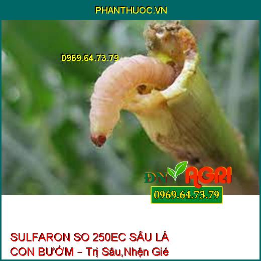 SULFARON SO 250EC SÂU LÁ CON BƯỚM – Trị Sâu,Nhện Gié