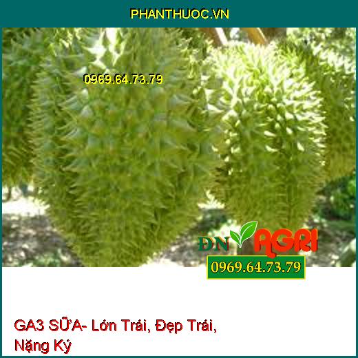 GA3 SỮA- Lớn Trái, Đẹp Trái, Nặng Ký