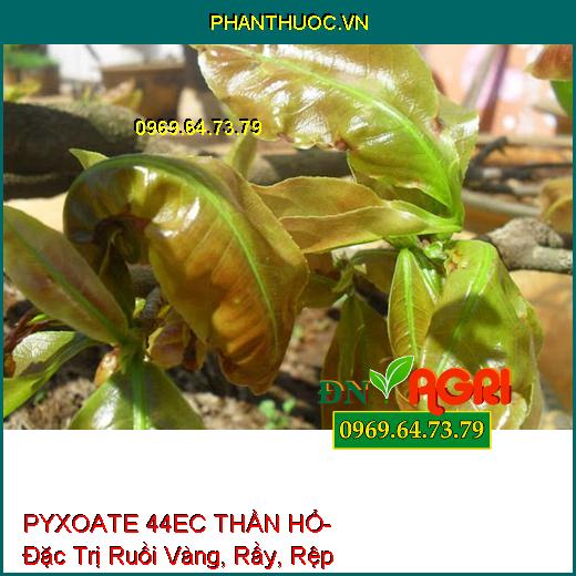 PYXOATE 44EC THẦN HỔ- Đặc Trị Ruồi Vàng, Rầy, Rệp