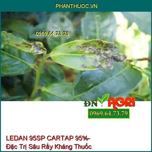 LEDAN 95SP CARTAP 95%- Đặc Trị Sâu Rầy Kháng Thuốc