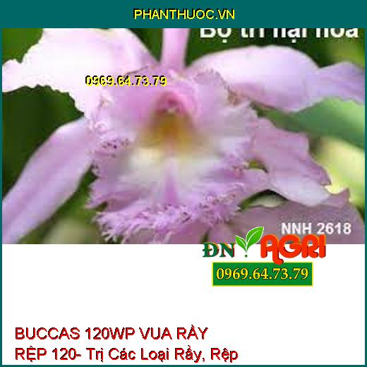 BUCCAS 120WP VUA RẦY RỆP 120- Trị Các Loại Rầy, Rệp