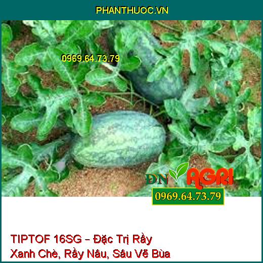 TIPTOF 16SG – Đặc Trị Rầy Xanh Chè, Rầy Nâu, Sâu Vẽ Bùa