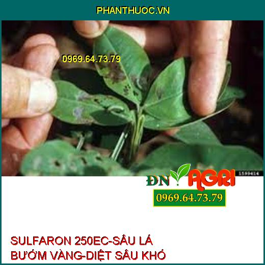 SULFARON 250EC-SÂU LÁ BƯỚM VÀNG-DIỆT SÂU KHÓ TRỊ