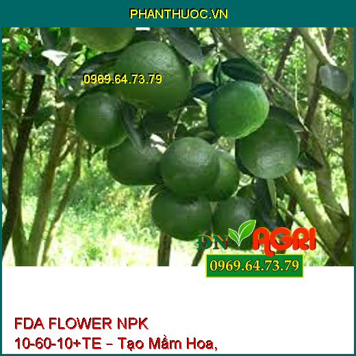 FDA FLOWER NPK 10-60-10+TE – Tạo Mầm Hoa, Kích Hoa