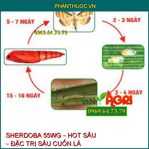 SHERDOBA 55WG – HOT SÂU – ĐẶC TRỊ SÂU CUỐN LÁ