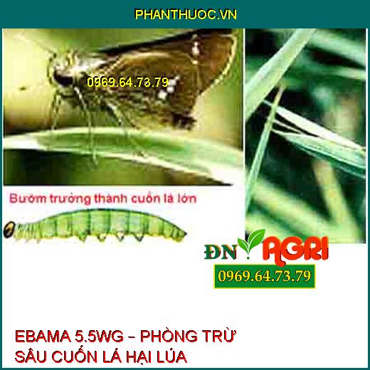 EBAMA 5.5WG – PHÒNG TRỪ SÂU CUỐN LÁ HẠI LÚA