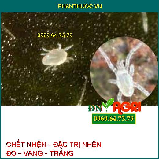 CHẾT NHỆN – ĐẶC TRỊ NHỆN ĐỎ – VÀNG – TRẮNG