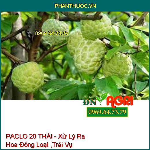 PACLO 20 THÁI - Xử Lý Ra Hoa Đồng Loạt ,Trái Vụ