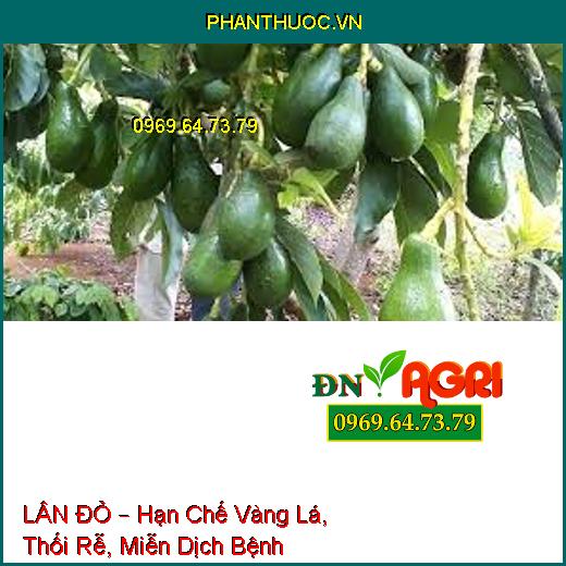 LÂN ĐỎ – Hạn Chế Vàng Lá, Thối Rễ, Miễn Dịch Bệnh