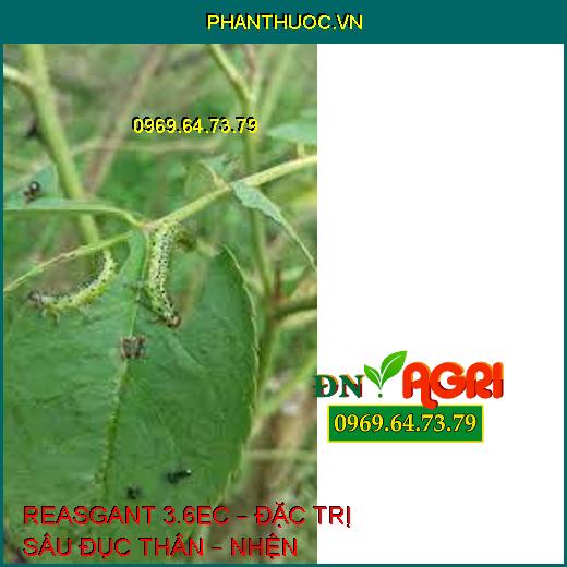 REASGANT 3.6EC – ĐẶC TRỊ SÂU ĐỤC THÂN – NHỆN