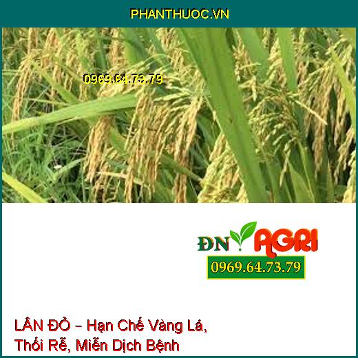 KALI BO S – Dưỡng Xanh Lá Đòng, Vô Gạo