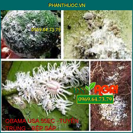 OBAMA USA 55EC –TUYẾN TRÙNG – RỆP SÁP 