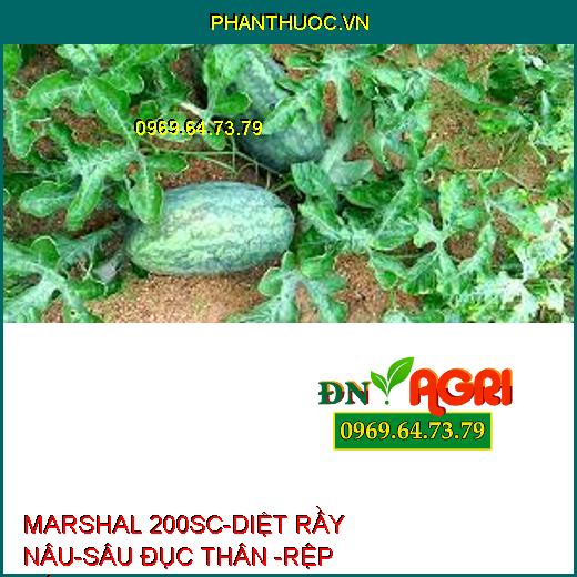 MARSHAL 200SC-DIỆT RẦY NÂU-SÂU ĐỤC THÂN -RỆP SÁP