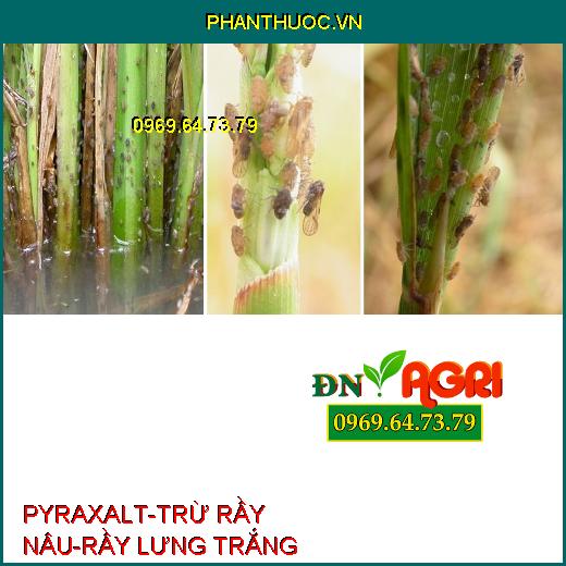 PYRAXALT-TRỪ RẦY NÂU-RẦY LƯNG TRẮNG