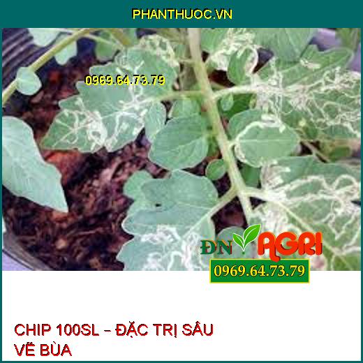 CHIP 100SL – ĐẶC TRỊ SÂU VẼ BÙA