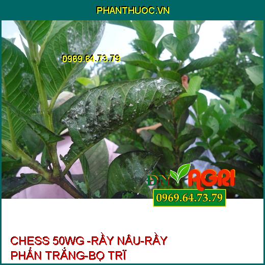 CHESS 50WG -RẦY NÂU-RẦY PHẤN TRẮNG-BỌ TRĨ