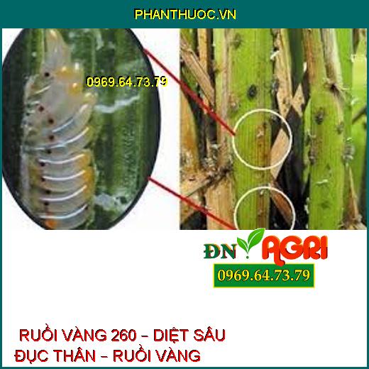  RUỒI VÀNG 260 – DIỆT SÂU ĐỤC THÂN – RUỒI VÀNG