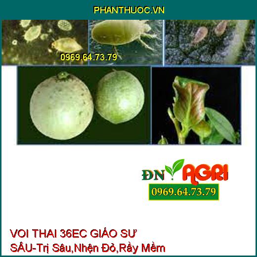 https://phanthuoc.vn/product-tag/ymc-01-champion-rong-bien-duong-hoa/