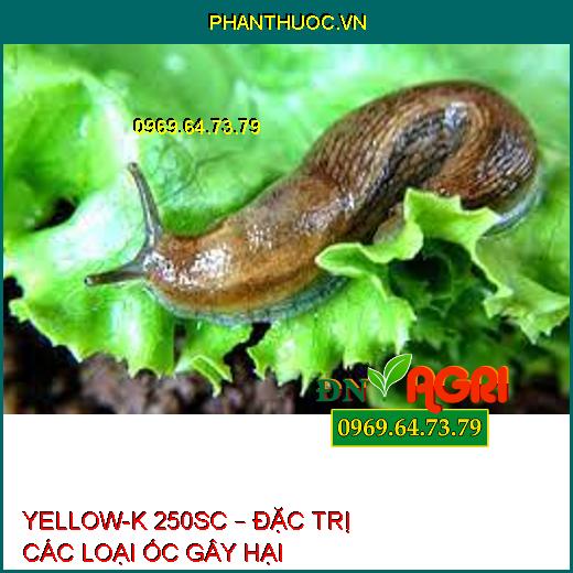 YELLOW-K 250SC – ĐẶC TRỊ CÁC LOẠI ỐC GÂY HẠI