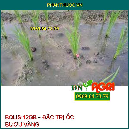 BOLIS 12GB – ĐẶC TRỊ ỐC BƯƠU VÀNG