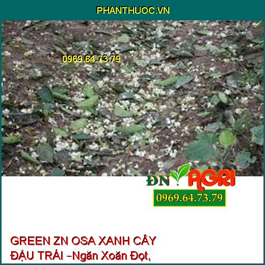 GREEN ZN OSA XANH CÂY ĐẬU TRÁI –Ngăn Xoăn Đọt, Kích To Trái